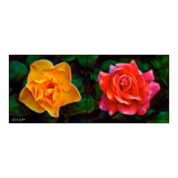 Two Roses